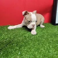 Dapple male 1, a male Boston Terrier for sale in Walnut Grove, MS – Photo 3 of 7