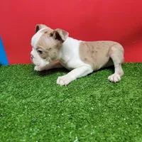 Dapple male 1, a male Boston Terrier for sale in Walnut Grove, MS – Photo 4 of 7