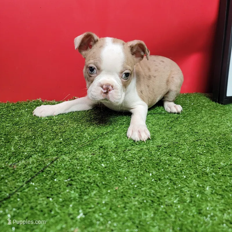 Dapple male 1 – Boston Terrier puppy for sale in Walnut Grove, MS