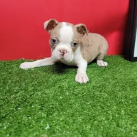 Dapple male 1, a male Boston Terrier for sale in Walnut Grove, MS – Photo 1 of 7