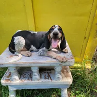 Male 3, a male Bluetick Coonhound for sale in Walnut Grove, MS – 5 of 5