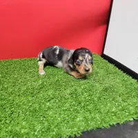 Silver dapple female 1, a female Miniature Dachshund for sale in Walnut Grove, MS – 4 of 7