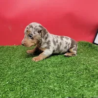Handsome , a male Miniature Dachshund for sale in Walnut Grove, MS – 6 of 6