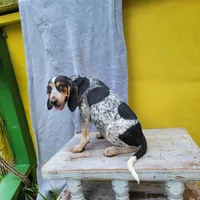 Female 3, a female Bluetick Coonhound for sale in Walnut Grove, MS – 4 of 4