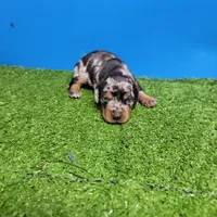 Silver Dapple male 1, a male Miniature Dachshund for sale in Walnut Grove, MS – 6 of 9