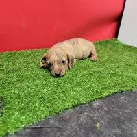 Tan female , a female Miniature Dachshund for sale in Walnut Grove, MS – 9 of 9
