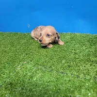 Brown male 2, a male Miniature Dachshund for sale in Walnut Grove, MS – 5 of 6