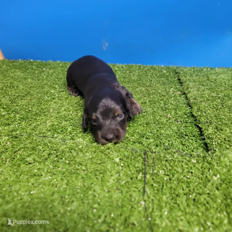 Black and tan male 1 – Miniature Dachshund puppy for sale in Walnut Grove, MS