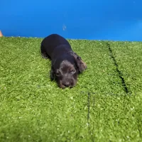 Black and tan male 1, a male Miniature Dachshund for sale in Walnut Grove, MS – 1 of 7