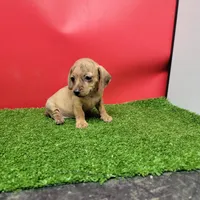 Tan female , a female Miniature Dachshund for sale in Walnut Grove, MS – 3 of 9