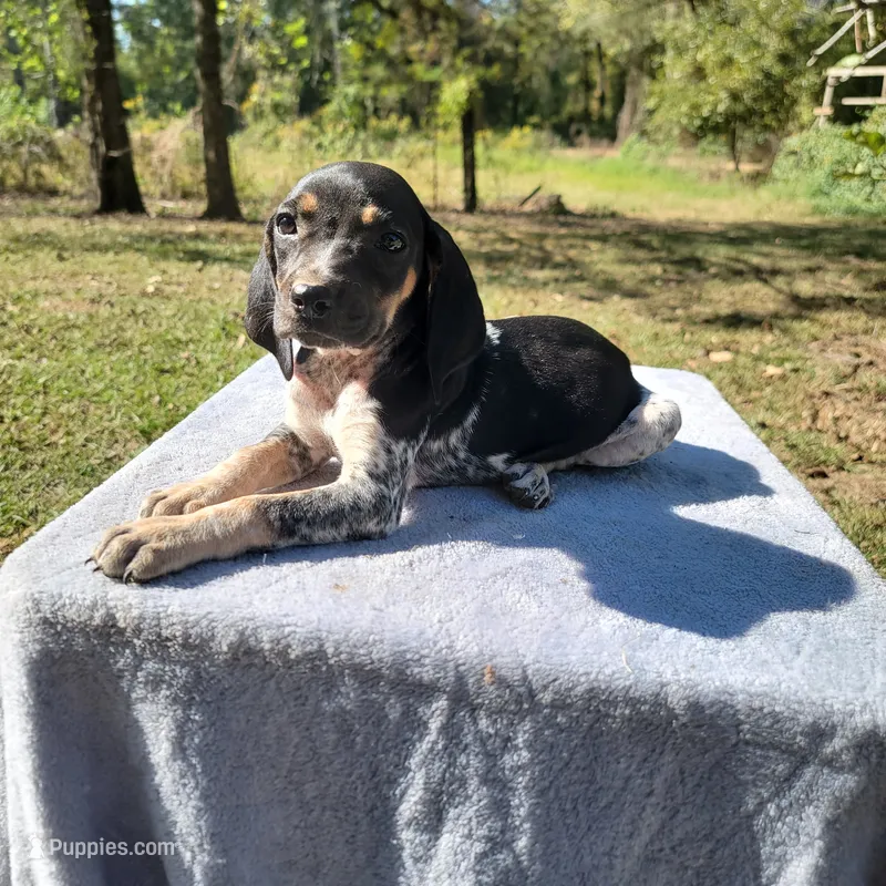 BLUETICK FEMALE 4 – Bluetick Coonhound puppy for sale in Walnut Grove, MS