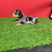 Silver dapple female 1, a female Miniature Dachshund for sale in Walnut Grove, MS – 2 of 7