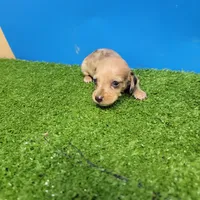 Brown male 2, a male Miniature Dachshund for sale in Walnut Grove, MS – 2 of 6