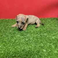 Brown female , a female Miniature Dachshund for sale in Walnut Grove, MS – 4 of 6
