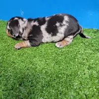 Silver Dapple male 1, a male Miniature Dachshund for sale in Walnut Grove, MS – 9 of 9