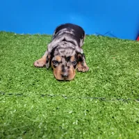 Silver dapple male 2, a male Miniature Dachshund for sale in Walnut Grove, MS – 5 of 10