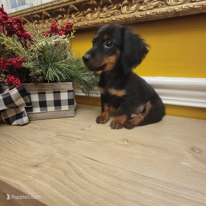 LONGHAIR BLACK AND TAN 1