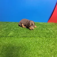 Bobtail chocolate and tan male , a male Miniature Dachshund for sale in Walnut Grove, MS – Photo 6 of 7