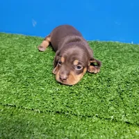 Bobtail chocolate and tan male , a male Miniature Dachshund for sale in Walnut Grove, MS – Photo 3 of 7