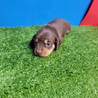 Bobtail chocolate and tan male , a male Miniature Dachshund for sale in Walnut Grove, MS – Photo 2 of 7