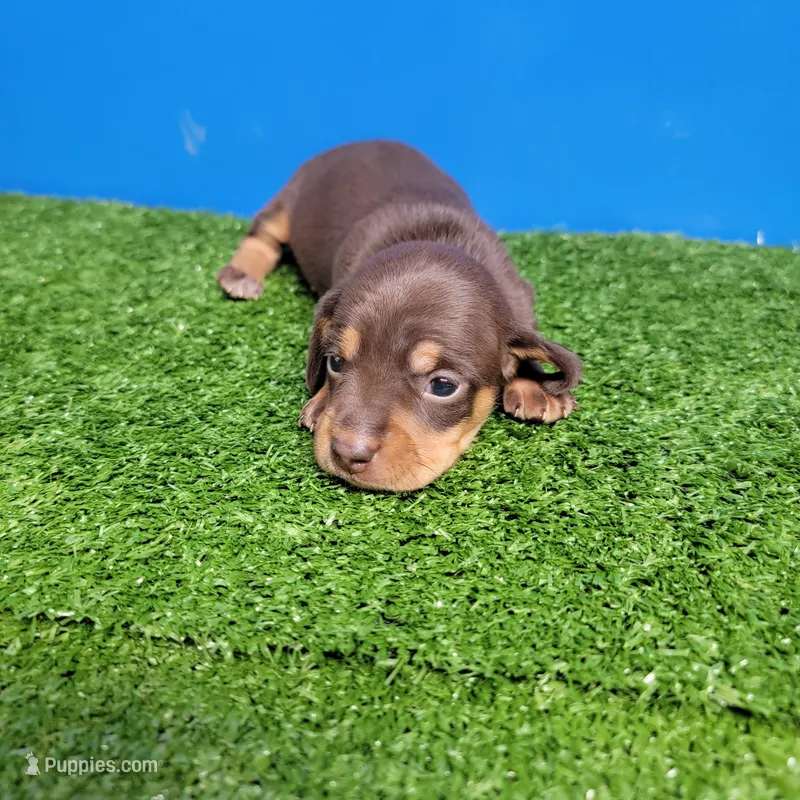 Bobtail chocolate and tan male  – Miniature Dachshund puppy for sale in Walnut Grove, MS