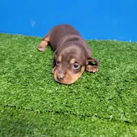 Bobtail chocolate and tan male , a male Miniature Dachshund for sale in Walnut Grove, MS – Photo 1 of 7
