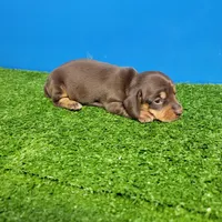 Bobtail chocolate and tan male , a male Miniature Dachshund for sale in Walnut Grove, MS – Photo 4 of 7