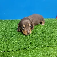 Bobtail chocolate and tan male , a male Miniature Dachshund for sale in Walnut Grove, MS – Photo 5 of 7