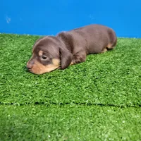 Bobtail chocolate and tan male , a male Miniature Dachshund for sale in Walnut Grove, MS – Photo 7 of 7
