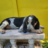 Male 1, a male Bluetick Coonhound for sale in Walnut Grove, MS – 5 of 7