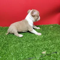 Boston 3 female , a female Boston Terrier for sale in Walnut Grove, MS – Photo 6 of 8