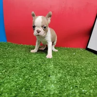 PRETTY GIRL , a female Boston Terrier for sale in Walnut Grove, MS – 4 of 7