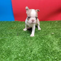 Boston 3 female , a female Boston Terrier for sale in Walnut Grove, MS – Photo 7 of 8