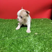 Boston 3 female , a female Boston Terrier for sale in Walnut Grove, MS – Photo 4 of 8