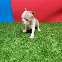 Boston 3 female , a female Boston Terrier for sale in Walnut Grove, MS – Photo 8 of 8