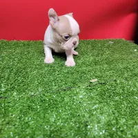 Boston 3 female , a female Boston Terrier for sale in Walnut Grove, MS – Photo 2 of 8