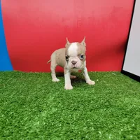 PRETTY GIRL , a female Boston Terrier for sale in Walnut Grove, MS – 7 of 7