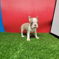 PRETTY GIRL , a female Boston Terrier for sale in Walnut Grove, MS – 2 of 7