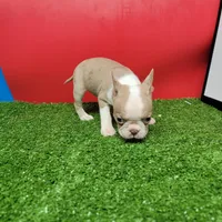 PRETTY GIRL , a female Boston Terrier for sale in Walnut Grove, MS – 3 of 7