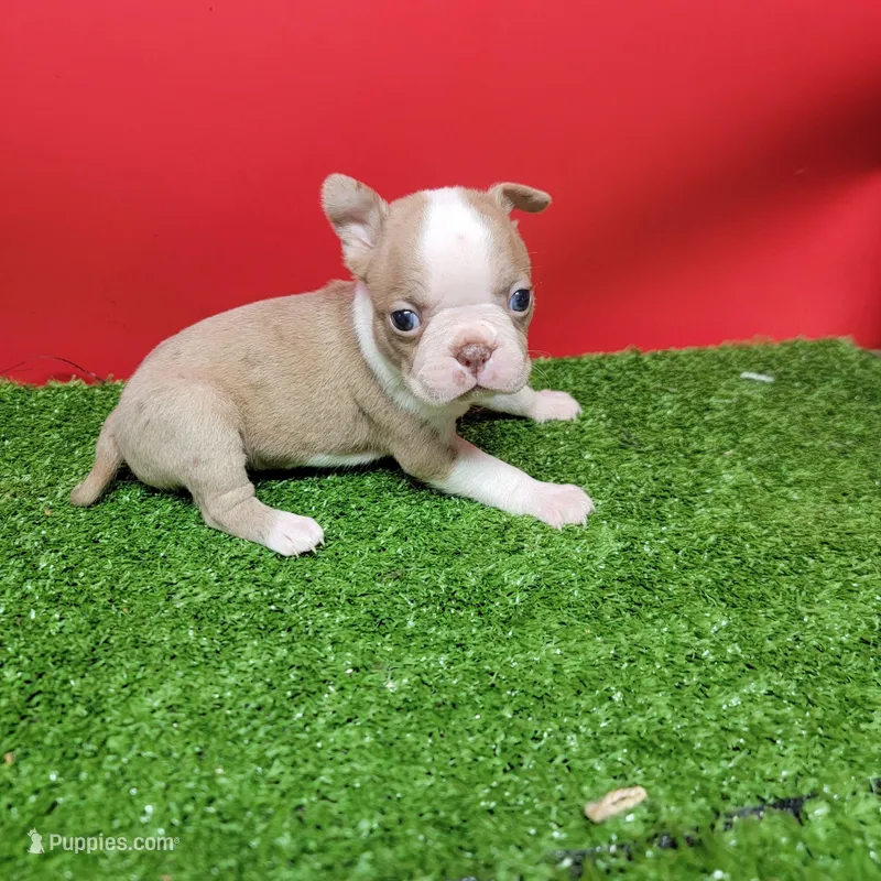 Boston 3 female  – Boston Terrier puppy for sale in Walnut Grove, MS
