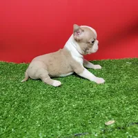 Boston 3 female , a female Boston Terrier for sale in Walnut Grove, MS – Photo 5 of 8