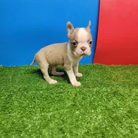 PRETTY GIRL , a female Boston Terrier for sale in Walnut Grove, MS – 6 of 7