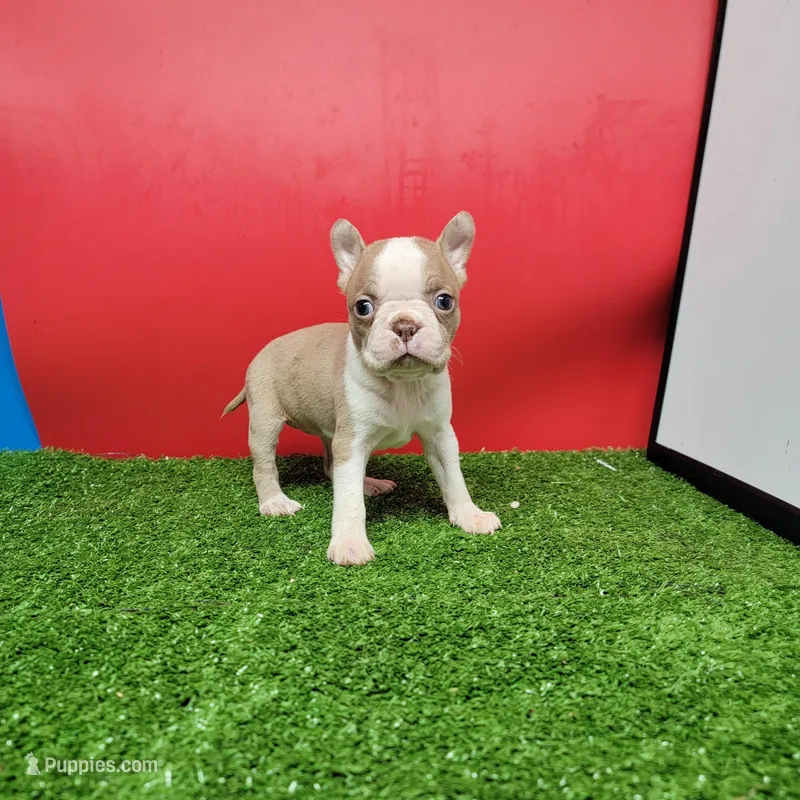 Boston 3 female  – Boston Terrier puppy for sale in Walnut Grove, MS