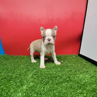 PRETTY GIRL , a female Boston Terrier for sale in Walnut Grove, MS – 1 of 7