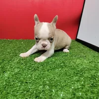 PRETTY GIRL , a female Boston Terrier for sale in Walnut Grove, MS – 5 of 7