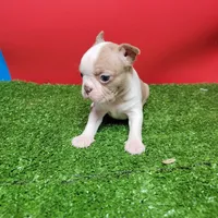 Boston 3 female , a female Boston Terrier for sale in Walnut Grove, MS – Photo 3 of 8