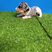 Silver dapple and white male , a male Miniature Dachshund for sale in Walnut Grove, MS – 1 of 9