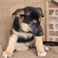 Black-and-tan smooth coat female , a female German Shepherd Dog for sale in Walnut Grove, MS – 4 of 10