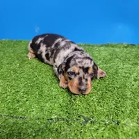 Silver dapple male 2, a male Miniature Dachshund for sale in Walnut Grove, MS – 2 of 10