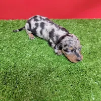 Silver dapple female 3, a female Miniature Dachshund for sale in Walnut Grove, MS – 6 of 9